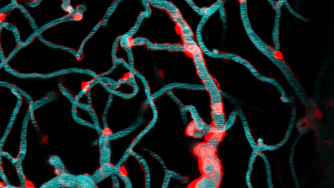 Pericytes have slow control over blood flow through brain capillaries